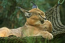 Un caracal dans un hamac au zoo de San Diego.