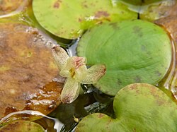 Limnobium laevigatum (frogbit) is declared 'prohibited matter' under the Biosecurity Act 2015 for its invasive and obstructive nature, therefore it's illegal to buy or sell this plant in NSW. Limnobium laevigatum.jpg