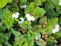 Lindernia nummulariifolia