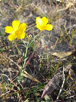 Linum maritimum