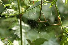 Esempio dell'intricata tela tessuta dalla Linyphia triangularis