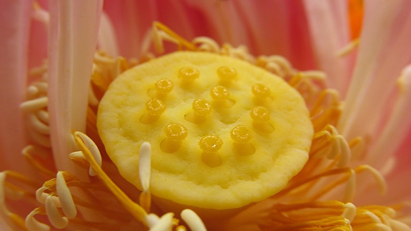 File:Lotus flower core - carpellary receptacle 06.jpg