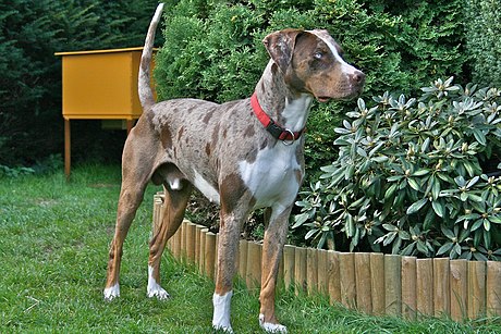 Louisiana Catahoula Leopard Dog