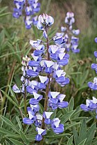   Lupinus latifolius