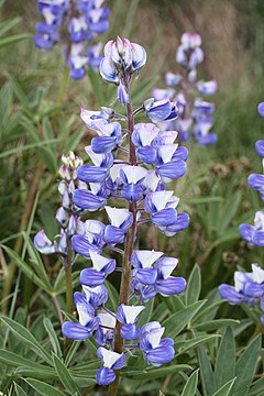 Description de l'image Lupinus latifolius 5800.JPG.