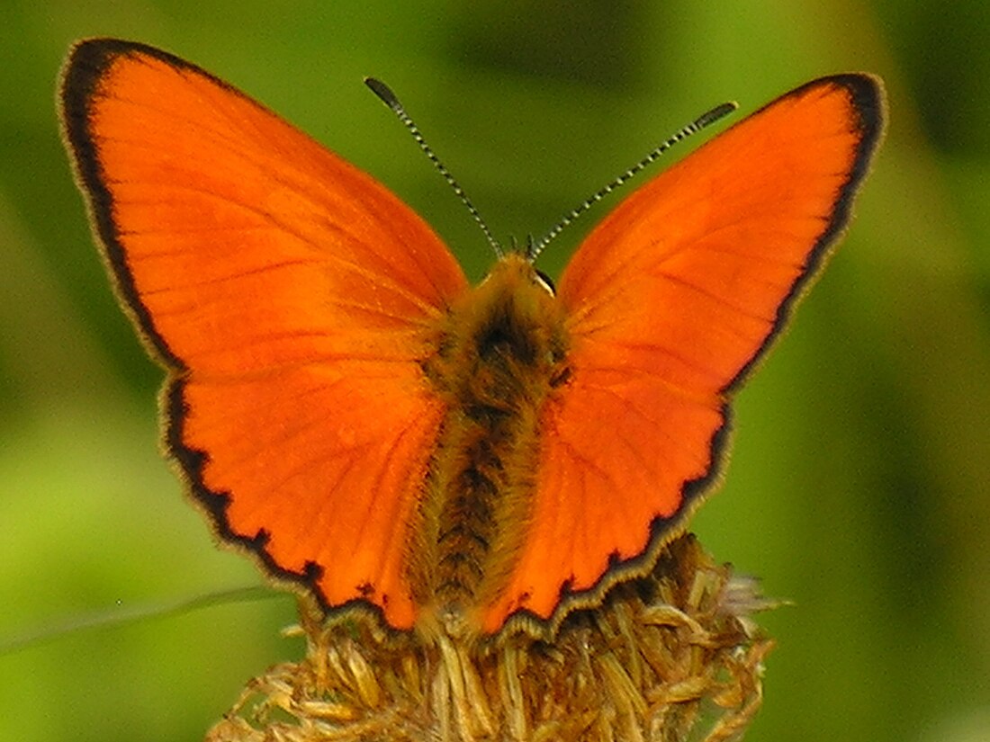 Lycaena