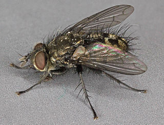 <i>Lypha dubia</i> Species of fly
