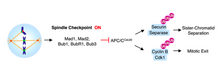 In response to kinetochores that are not bi-oriented, the checkpoint is turned on. APC/Cdc20 remains inactive preventing securin destruction and separase activation. MCC on.png