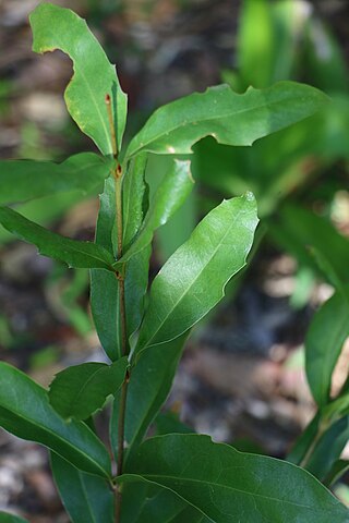 <i>Macadamia jansenii</i> Species of tree in the family Proteaceae native to Queensland in Australia