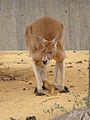 Macropus rufus Canguro Rojo