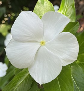 Madagascar Periwinkle white.jpg