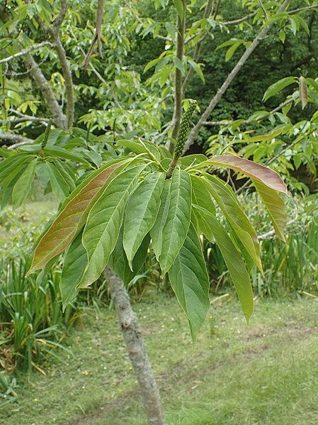 File:Magnolia biondii kz02.jpg