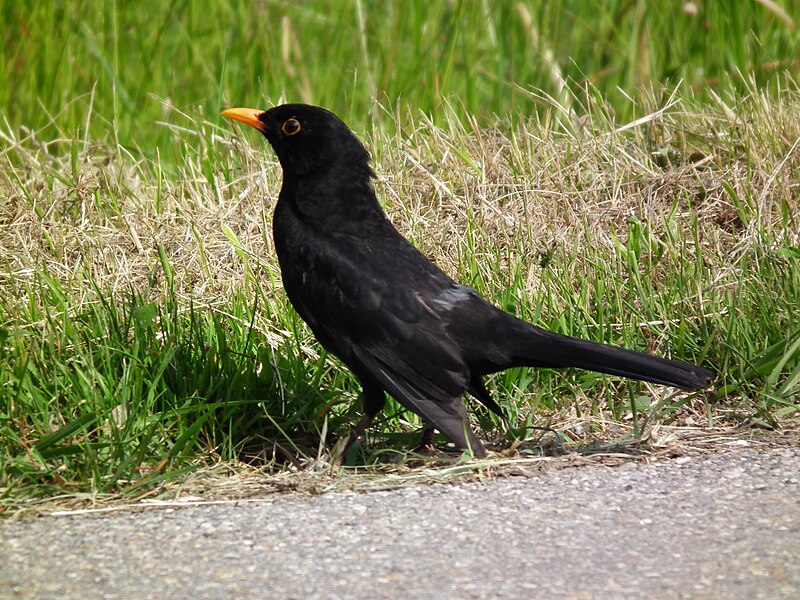 File:Mai 2012 männliche Amsel.JPG