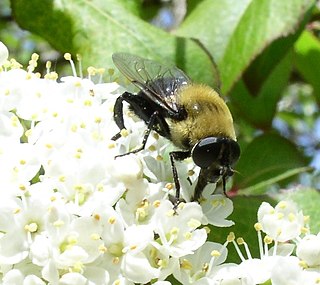 <i>Mallota bautias</i> Species of fly