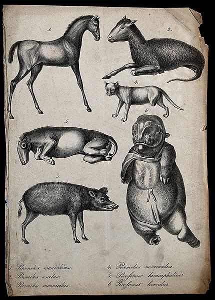 File:Mammals with congenital defects. Lithograph. Wellcome V0022902ER.jpg