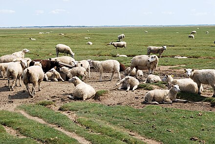 Sheep herd in the Wadden sea National Park.