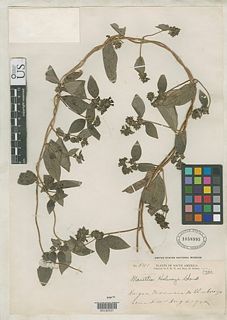 <i>Manettia holwayi</i> Species of plant