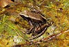 Mantidactylus aerumnalis 01.jpg