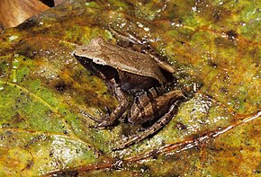 A kép leírása Mantidactylus aerumnalis 01.jpg.