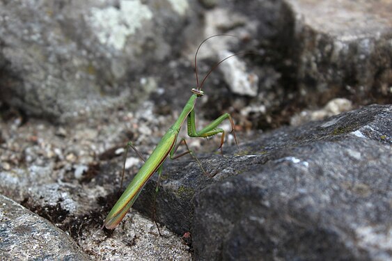 Mantis religiosa (European mantis) in Romania