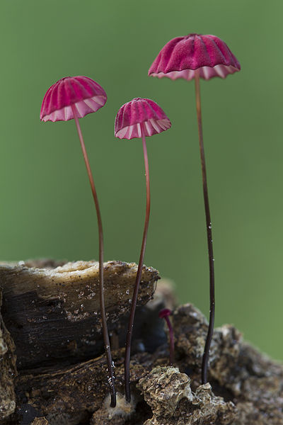 File:Marasmius haematocephalus (Marasmiaceae) (16001052485).jpg