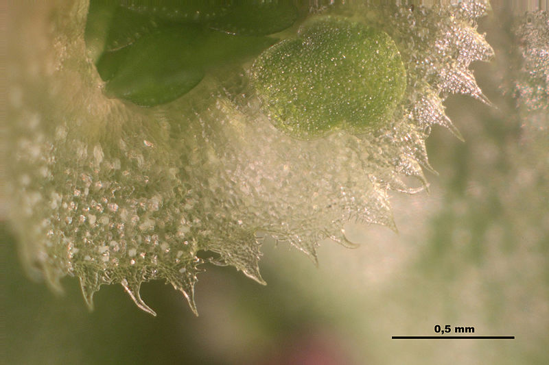 File:Marchantia polymorpha (d, 144722-474816) 7501.JPG