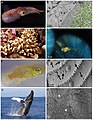 Marine animals and their associated microbiomes.jpg