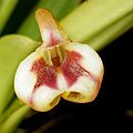 Masdevallia livingstoneana