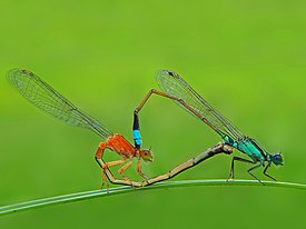 Mating Dragonfly