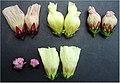 Варіації забарвлення квіток розели (тетраплоїдний вид)