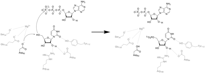 Mechanism for uridine phosphorylation in the active site of UCK2 Mechanism for uridine phosphorylation in UCK2.png