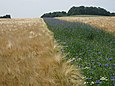 Blühstreifen mit Kornblumendominanz im Getreidefeld. Feldversuch am Mechtenberg