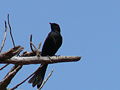 Senegaldrongoschnäpper Northern Black Flycatcher