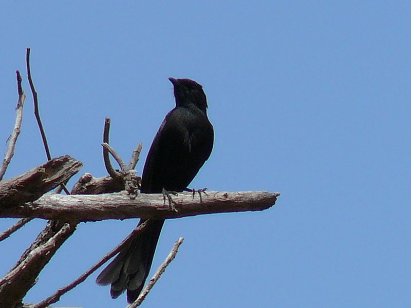 File:Melaenornis edolioides 0006.jpg