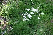 Bergvenkel (Meum athamanticum)