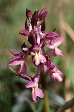 Miniatura para Jardín de las Orquídeas Espontáneas del Mediterráneo