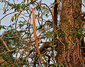 Millingtonia hortensis (Akash Neem) pod in Hyderabad W IMG 7056.jpg
