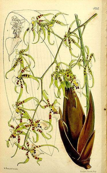 File:Miltonia phymatochila (as Oncidium phymatochilum) - Curtis' 86 (Ser. 3 no. 16) pl. 5214 (1860).jpg