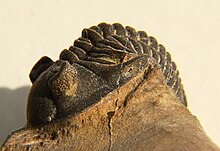 Minicryphaeus minimus lateral CRF.jpg