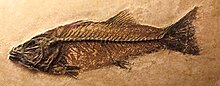 Fossilized skeleton of the Eocene perch relative Mioplosus Mioplossus Labracoides.jpg