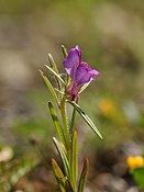 Misopates orontium (flower).jpg