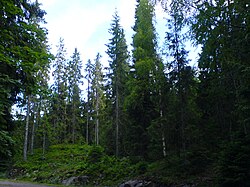 Rødgran (Picea abies) i Norge.