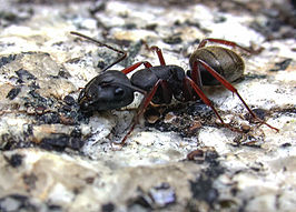 Camponotus modoc