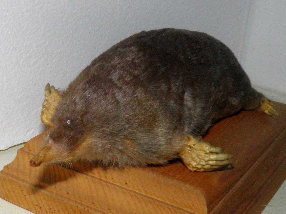 Mole (animal) - Wikipedia