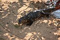 Monitor Lizard at Nandankanan.JPG