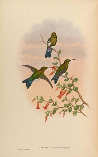 <span class="mw-page-title-main">Coppery-naped puffleg</span> Subspecies of bird