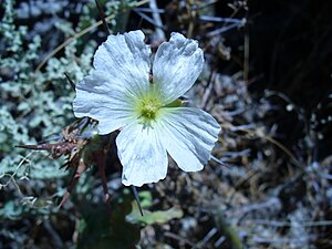 Monsonia crassicaule flower.jpg