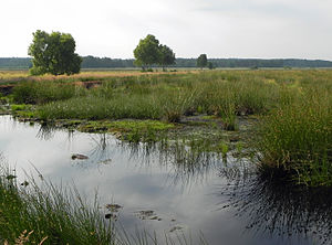 Rewetting area in the Great Moor near Becklingen