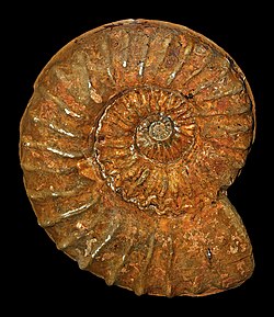 Fossil of the Early Cretaceous ammonoid Mortoniceras inflatum