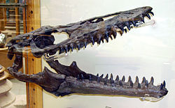Mosasaur kafatası. JPG